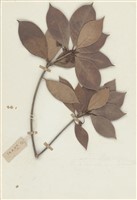 藏品(厚皮香)的圖片